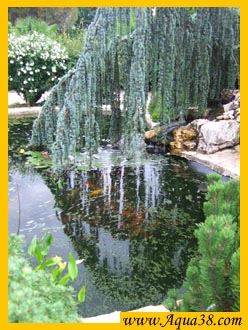 Le jardin aquatique