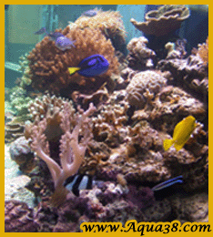 montage d'aquarium sur mesure