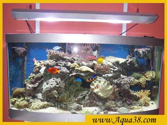 Gardiennage pour aquarium